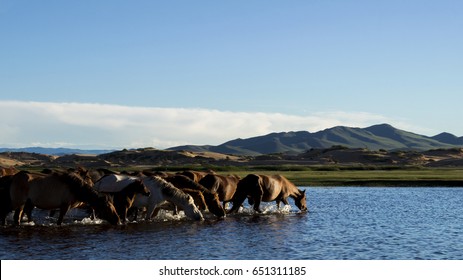 Horses Drinking Water.