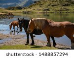 Horses drinking water in a lake in the mountains in french Pirynees.