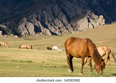 Horses During Sunset, Terelj NP, Mongolia