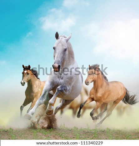horses in dust