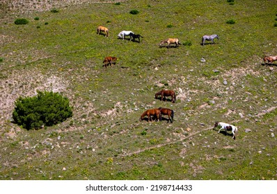 Horses Eat Grass In The Green Hillside