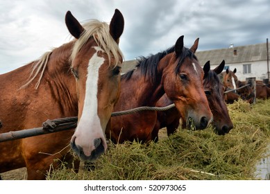 Horses Eating Hay On The Farm