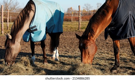 Horses eating hay from a pile on the ground on a paddock. Horses in winter blankets rugs.