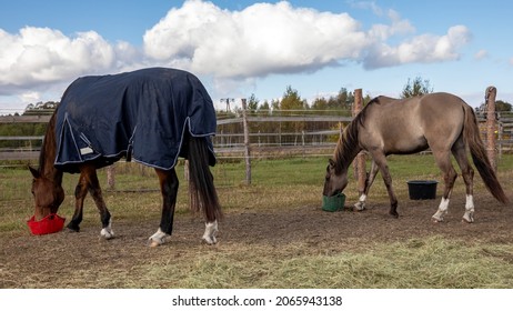 Horses eating meal from the rubber tub outdoors. Horse mealtime, sunny day. - Powered by Shutterstock