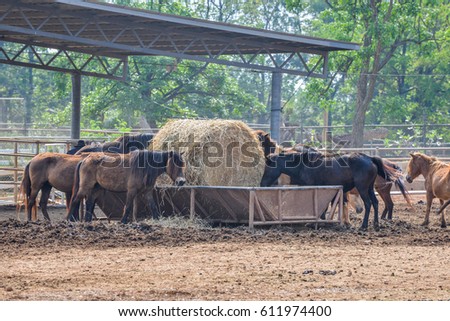 Horses eating straw inside the corral.