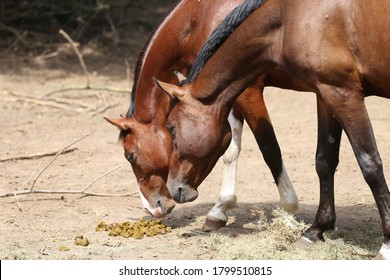 Horse's feces on the farm. Domestic animal feces on the ground outdoors. Saddle horses in paddock smelling feces 