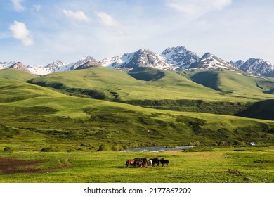 Horses feeding the grass in the background of snowy peaks of a mountain range. Ala Bel pass, Bishkek Osh highway in Kyrgyzstan