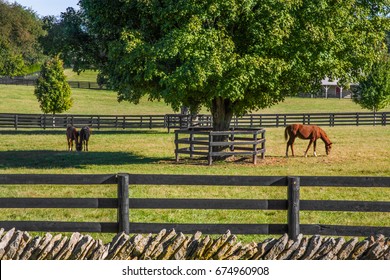 Horses Feeding On Green Grass Inside Wooden Fences In Thoroughbred country, Lexington, Kentucky, USA