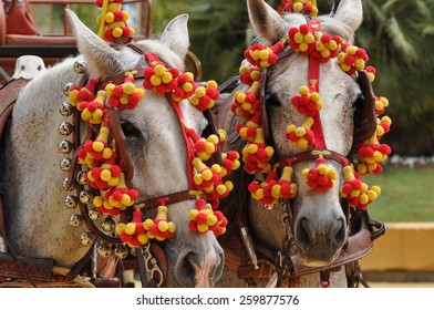 Horses Festooned In Fair, Horse Decked