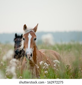 Horses In Field