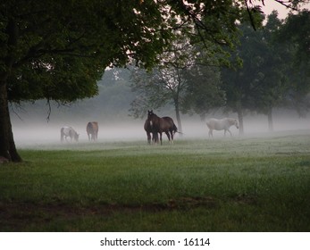 Horses in a field on a foggy morning.