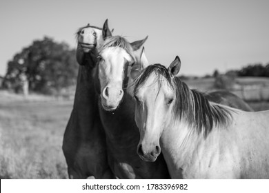 Horses in field on ranch in summer - Shutterstock ID 1783396982