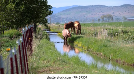 Horses In A Field, Southern Oregon.