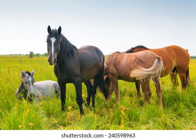 Horses and Foals in Spring Pasture