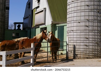 Horses In Front Of A Barn And Silo