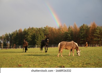 
Horses gallop in front of a beautiful rainbow