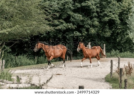 Similar – Die berühmten Lipizzaner kehren von der Weide in die Ställe zurück