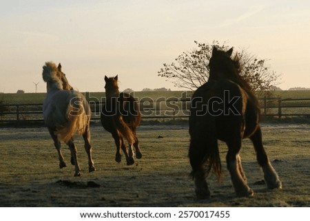 Horses galloping on a meadow
