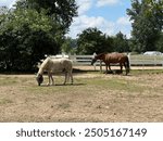 horses in the game preserve