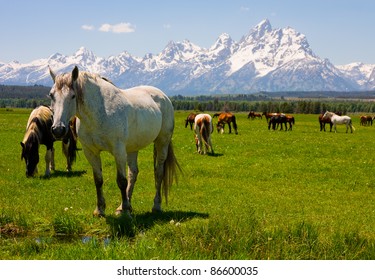 Horses in Grand Teton National Park