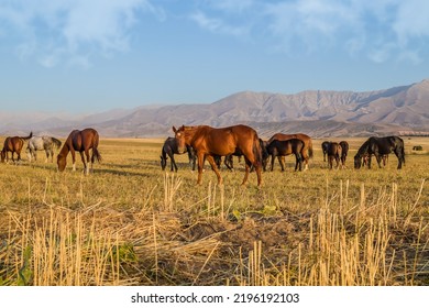Horses graze in the foothills against the backdrop of the mountains
