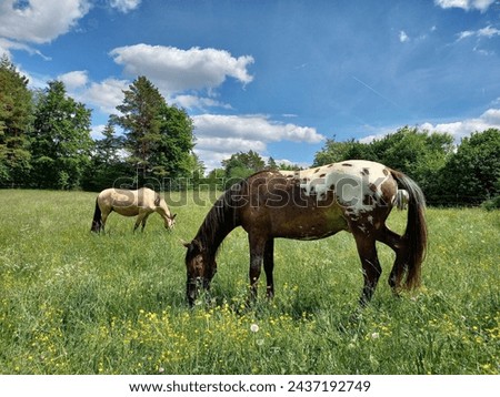 Horses graze in a lush meadow.