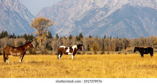 Horses graze in an open pasture near Grand Teton National Park in Wyoming.