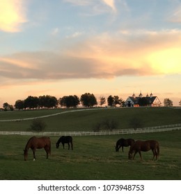 Horses graze under a sunset sky