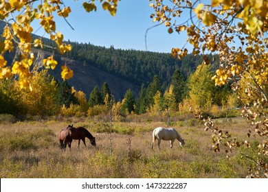      Horses Grazing British Columbia. Horse grazing in the Nicola Valley of British Columbia.

                          