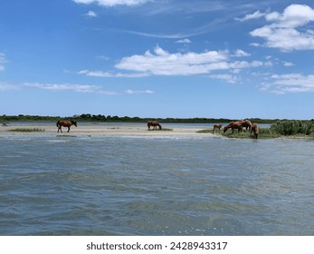 horses grazing by the water - Powered by Shutterstock