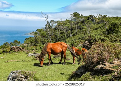 Horses grazing in the countryside, in a place on the Spanish Galician coast in the province of La Coruña - Powered by Shutterstock