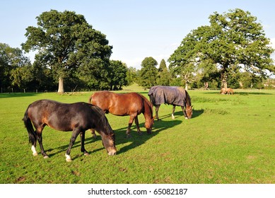 Horses Grazing in a Green Field - Powered by Shutterstock