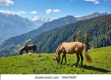 Horses Grazing Himalayas Mountains Himachal Pradesh Stock Photo ...