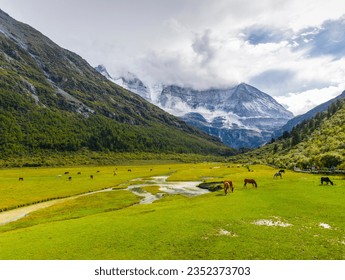 Horses are grazing on the grassland at the foot of the majestic snowcapped mountains in the Yading Scenic Area of Daocheng, western Sichuan, China