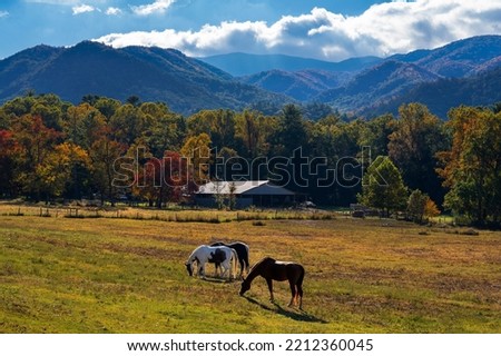 Horses grazing on the meadow in the autumn mountains. Beautiful autumn mountain scenery. Cade Cove, Great Smoky Mountains National Park. Gatlinburg, Tennessee, USA