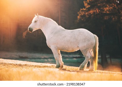 Horses Grazing On Pasture At Misty Sunrise