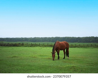 Horses grazing in an open field against a background of a blue sky. For use in illustrations Background image or copy space Sapporo clock Tower - Shutterstock ID 2370079357
