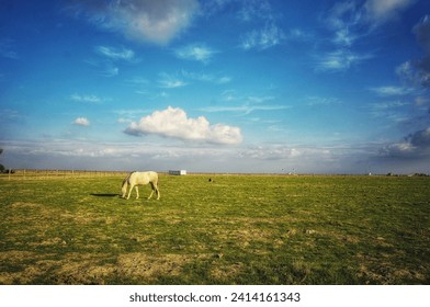 Horses grazing in an open field under fluffy white clouds.  - Powered by Shutterstock