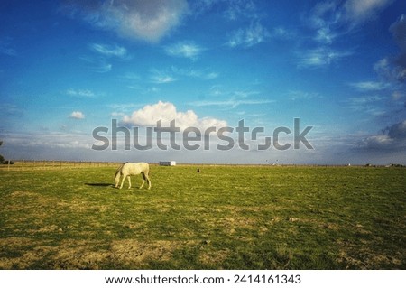Horses grazing in an open field under fluffy white clouds. 