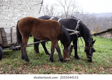 Horses grazing peacefully in the countryside, surrounded by lush greenery and open fields. - Powered by Shutterstock