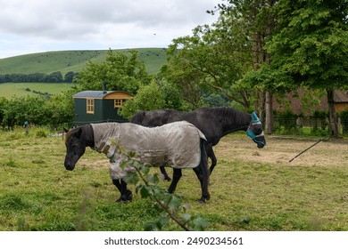 Horses grazing peacefully in a lush green field with a view of the sea and countryside near Brighton, showcasing the tranquil rural landscape on a summer day. - Powered by Shutterstock