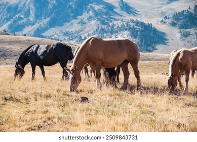 Horses grazing serenely in valley - Powered by Shutterstock