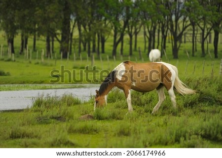 Horses grazing in the Uruguayan meadow