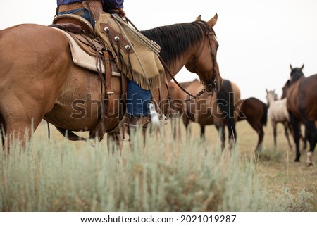 horses grazing in the wilds of Montana. American quarter horse herd Mares,foals,and stallion.
