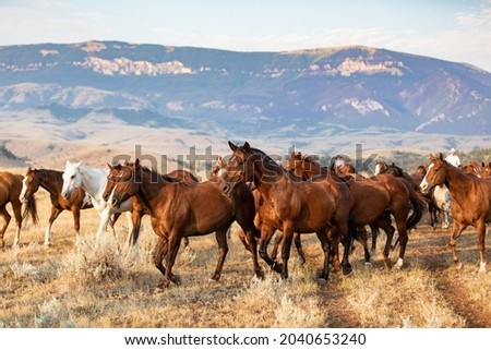 Horses grazing in the wilds of Montana. In front of Pryor mountains in a meadow. Ranch horses in the west Near Lovell Wyoming, and Billings Montana