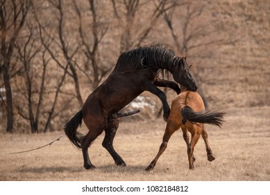 Www Horse And Girls Sex Videos - Horse Penis Images, Stock Photos & Vectors | Shutterstock