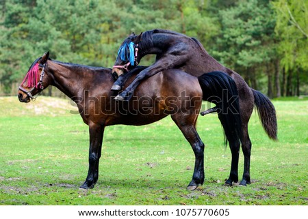 Having sex with a horse Nude Photos 66 Having sex with a horse Nude Photos 32