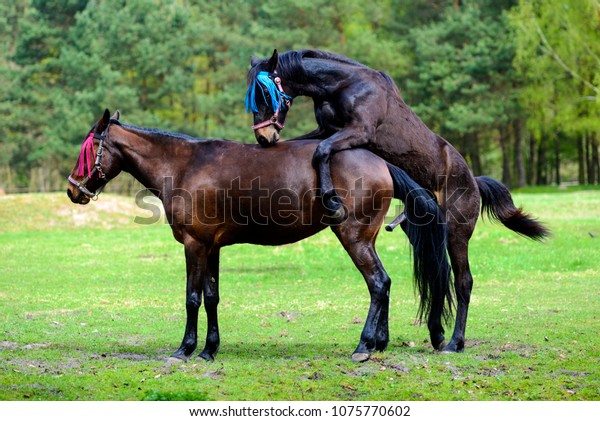 Häst Sex