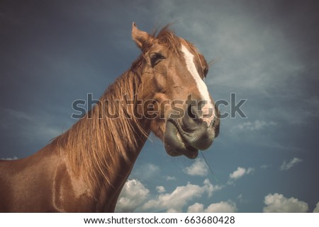 Similar – Image, Stock Photo Curious horse against sky. View from below