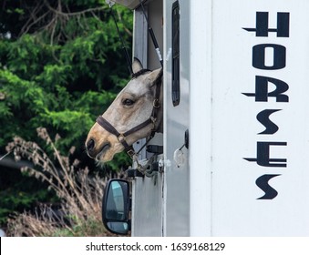 Horses head in a horse box.